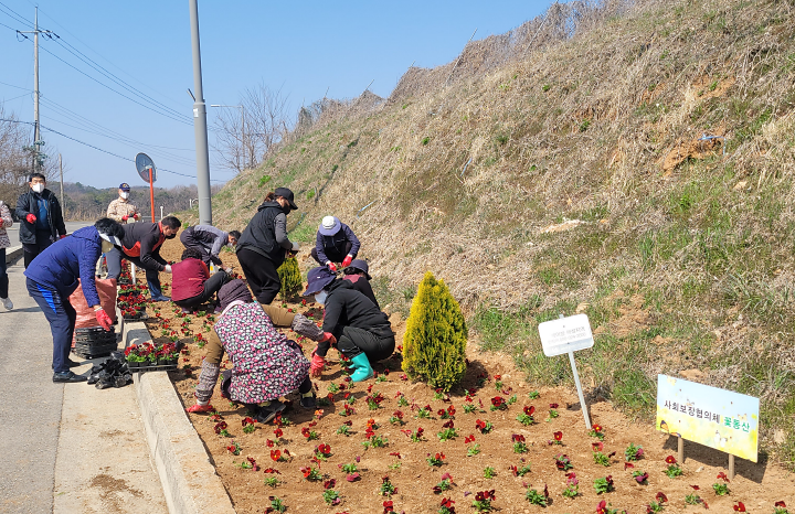 교동면_사회보장협의체_봄꽃_식재
