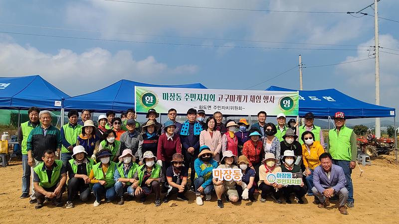 화도면_주민자치위_고구마캐기_행사(1)