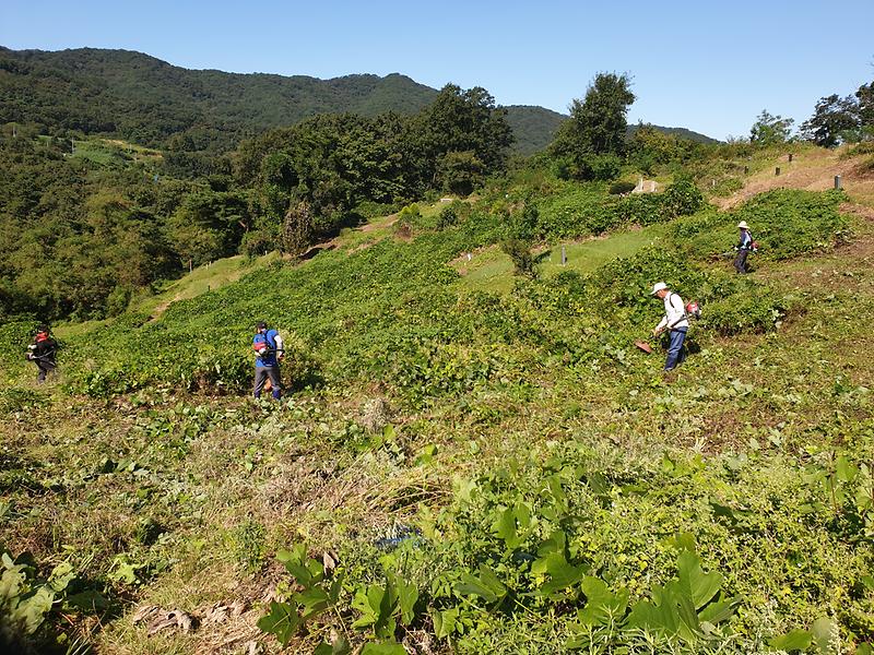 화도면_새마을지도자회_벌초작업