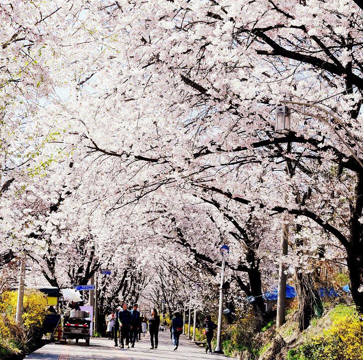 문화관광과_북문_벚꽃_(2)