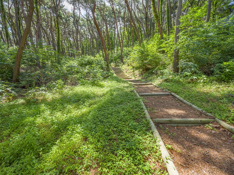 문화관광과_치유의_숲길