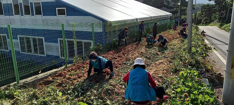 내가면_지역사회보장협의체_고구마_나눔(2)