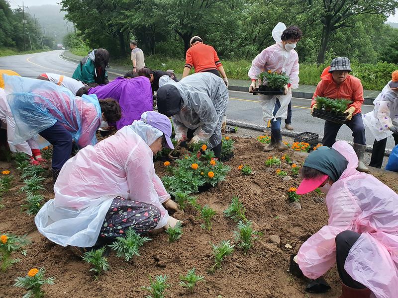 내가면_지역사회보장협의체_꽃_식재