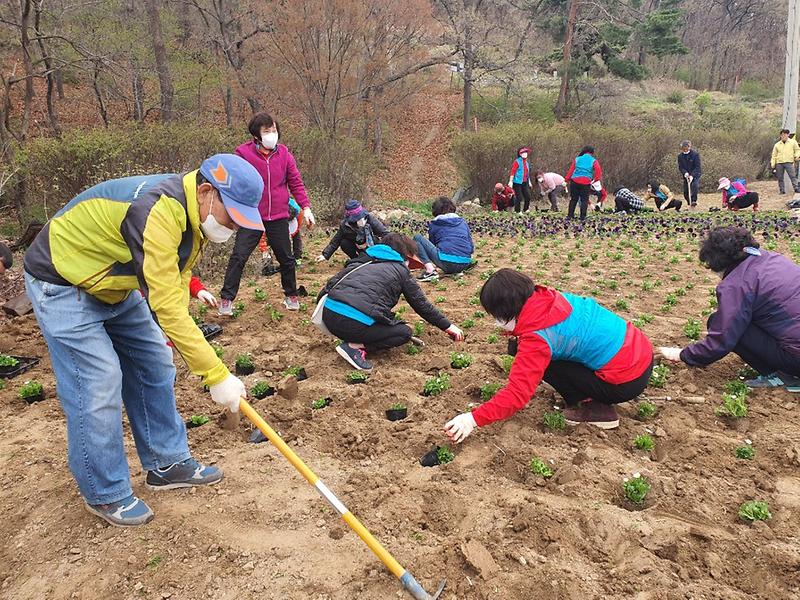 내가면_지역사회보장협의체_꽃_식재
