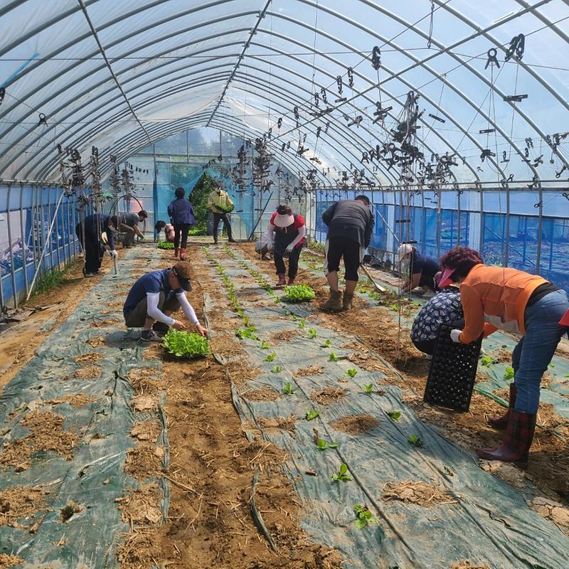 내가면_사랑의_김장_나누기_행사