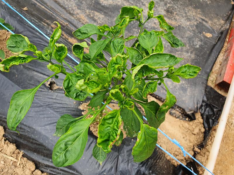 농업기술센터_바이러스_신속검사_및_영농지도_강화_(1)