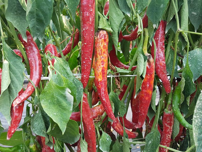 농업기술센터_바이러스_신속검사_및_영농지도_강화_(2)