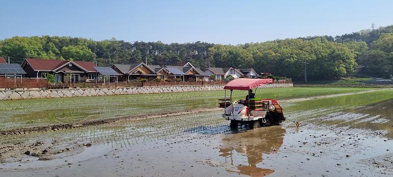 농업기술센터_첫_모내기_(2)