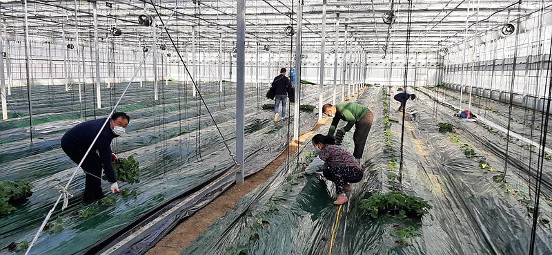 농업기술센터_첨단농업_연동하우스_오이정식_(1)