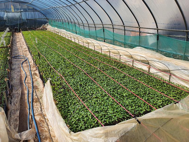 농업기술센터_고추육묘_(1)