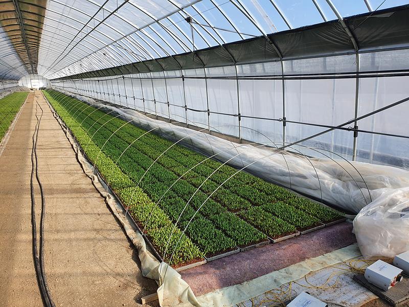 농업기술센터_고추육묘_(2)