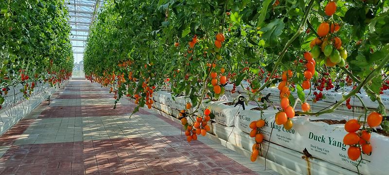 농업기술센터_미래농업_시설원예_(4)