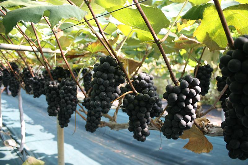 농업기술센터_포도_(1)