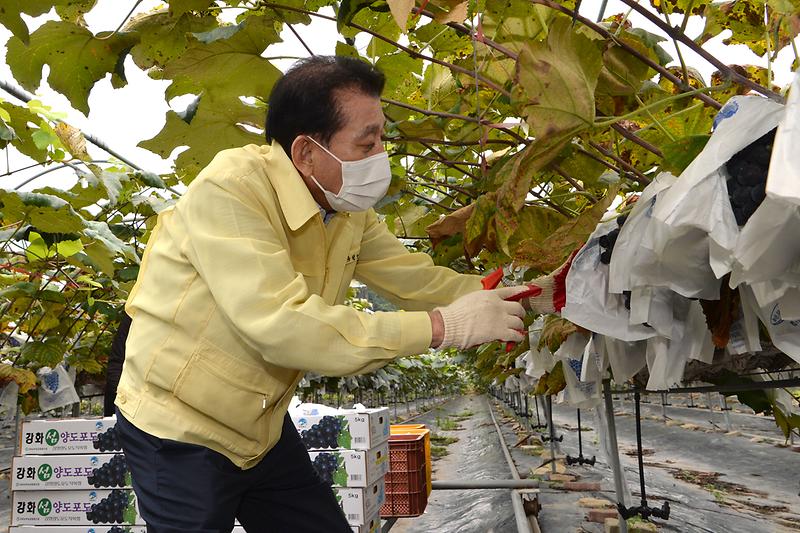 농업기술센터_포도_(4)
