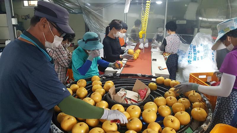 농업기술센터_수출배_선과장