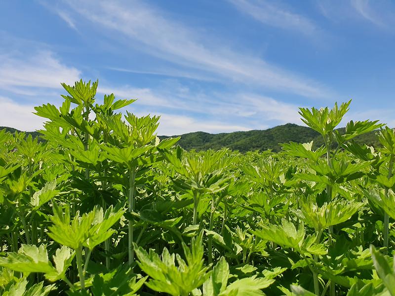 농업기술센터_약쑥_(2)