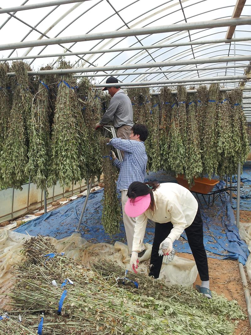 농업기술센터_약쑥_(3)