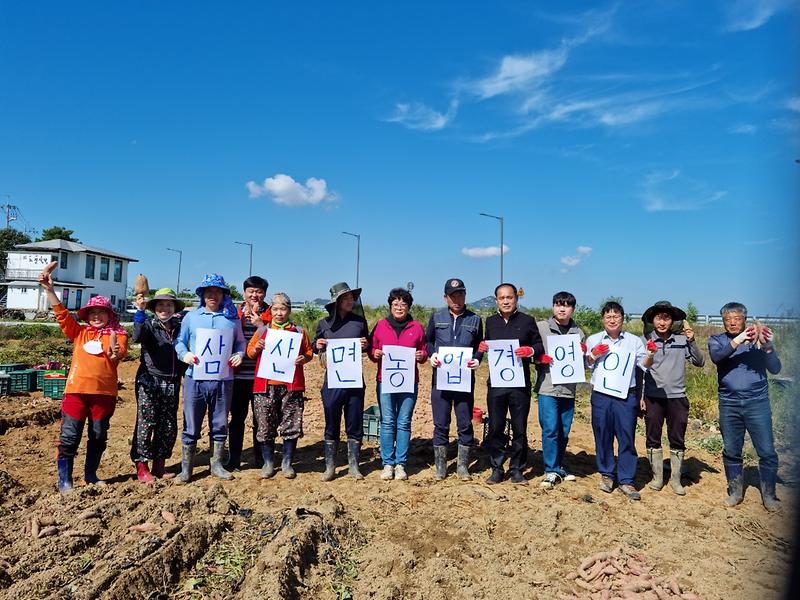 삼산면_고구마캐기사진