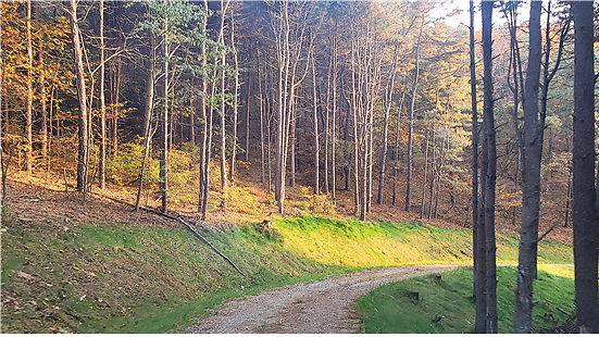 산림공원과_해명산_임도활동_트레킹_(2)