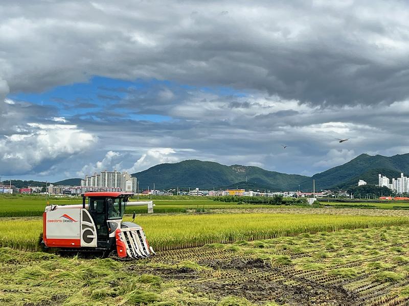 선원면_첫벼베기현장_1