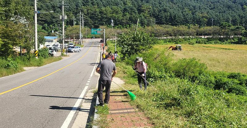 선원면_이장단_제초_작업