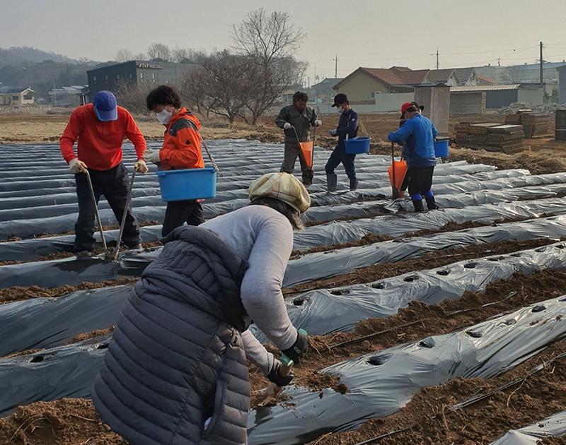 선원면_주민자치위원회_감자_파종