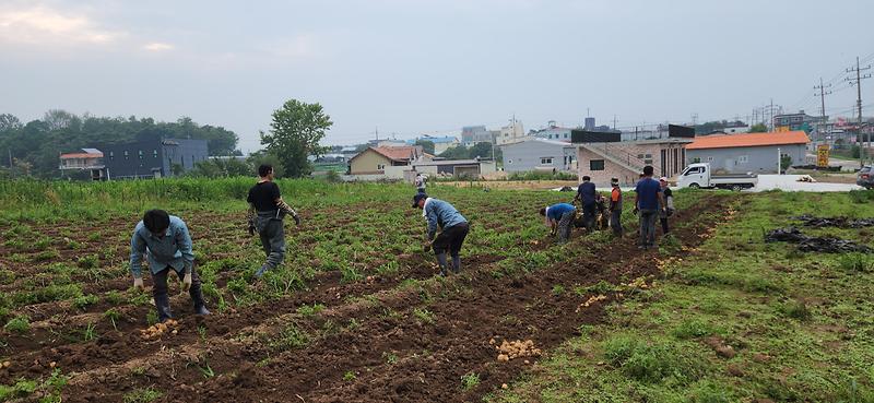 선원면_주민자치위원회_감자수확