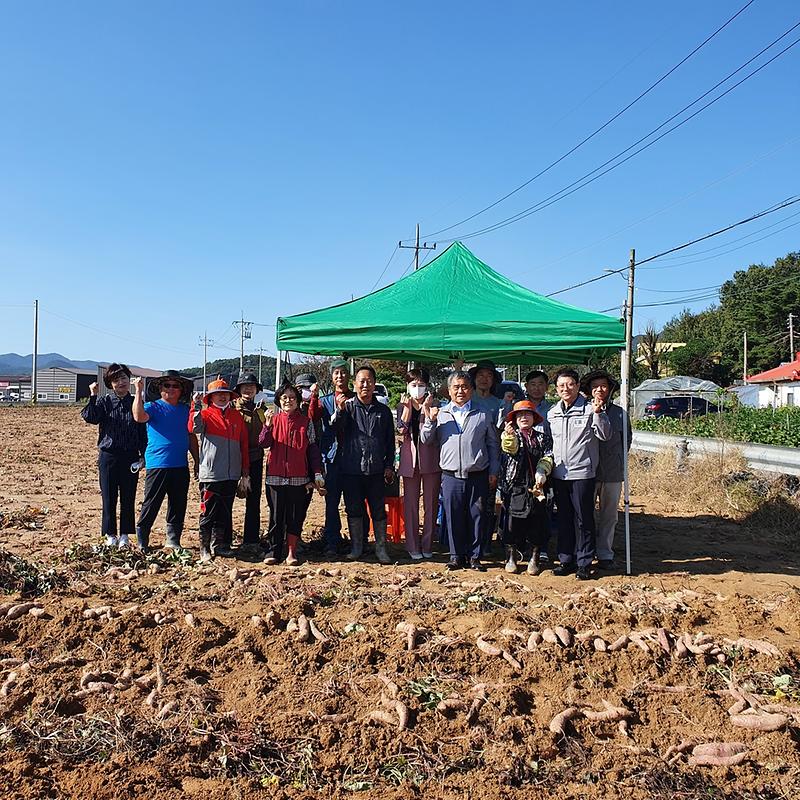 송해면_주민자치위_고구마캐기2