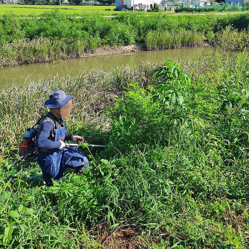 송해면_농업인경영회_교란식물_제거활동