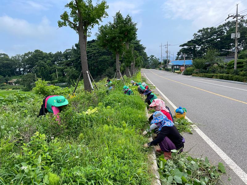 양도면_부녀회_제초작업