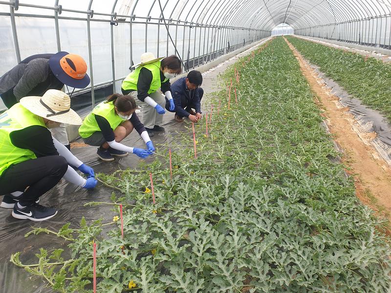 양도면_강화남부농협_일손돕기