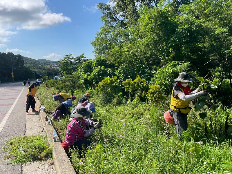 양도면_적십자부녀봉사회_제초작업