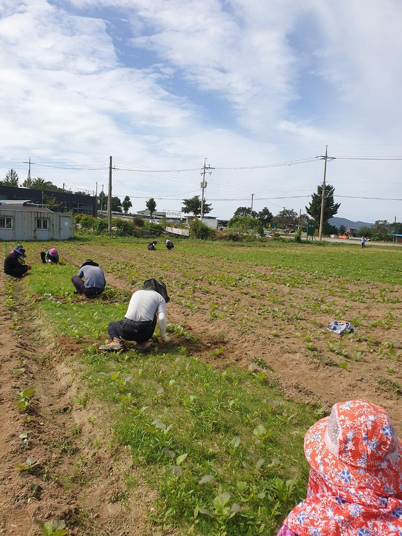 양도면_주민자치위_순무밭_김매기