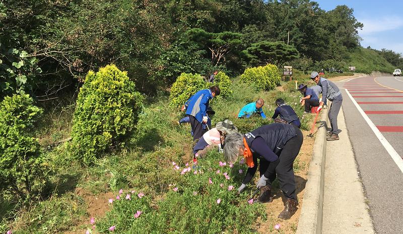 양도면이장단_가로화단_제초작업