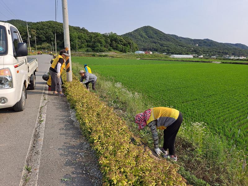 양사면_노인자원봉사클럽_환경정화