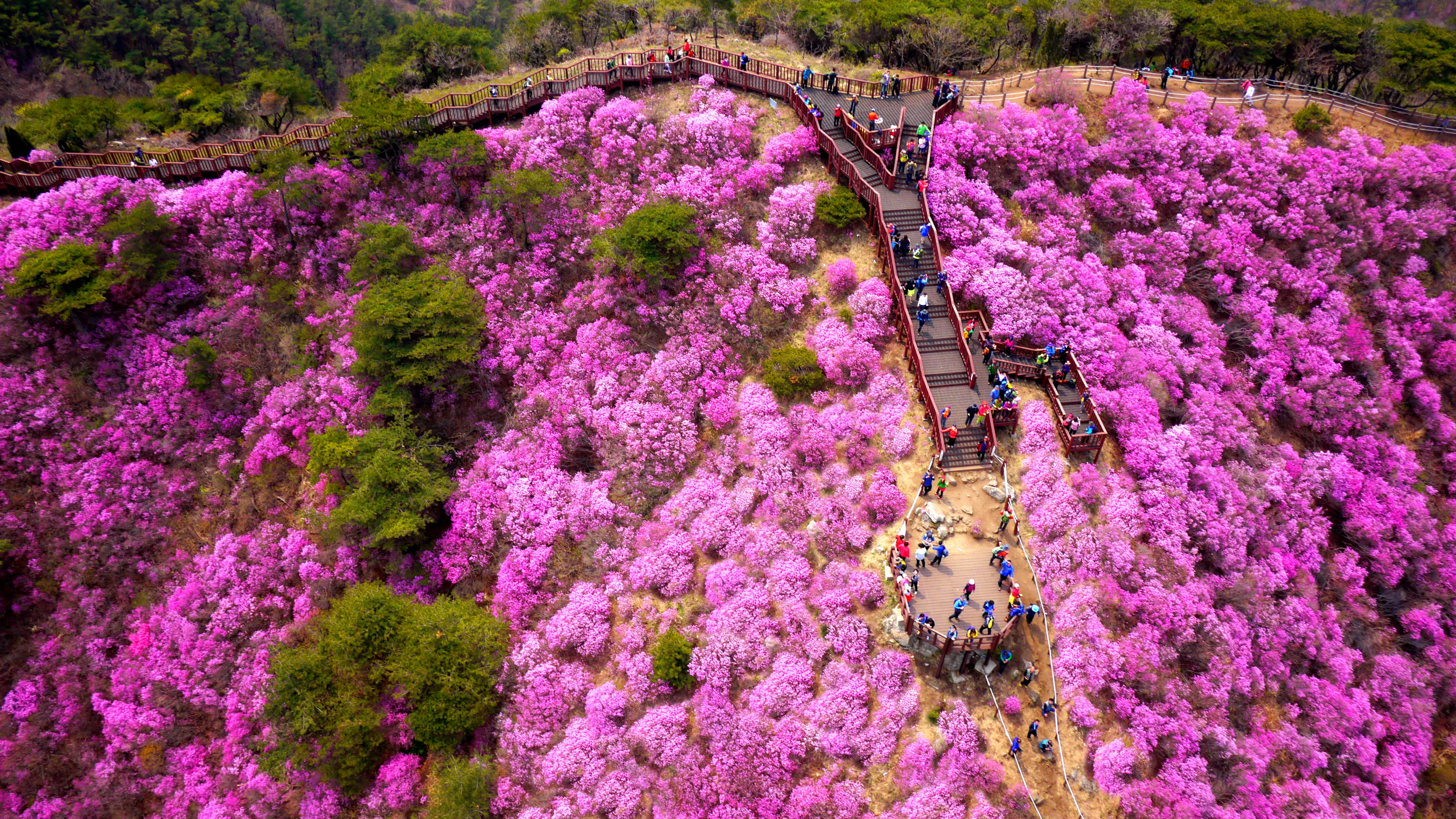 봄이면 반드시 가야 하는 이유