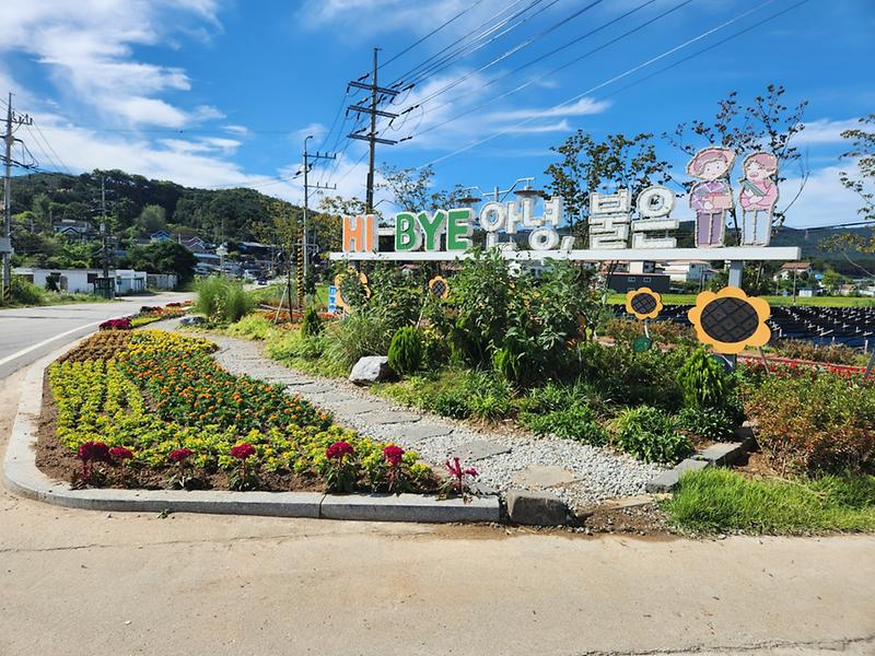 불은면_가을꽃_식재(대청교)