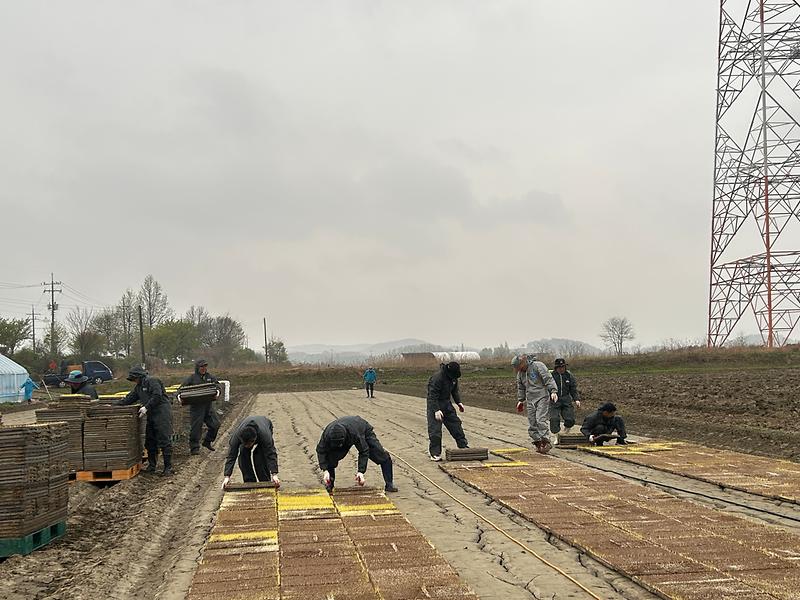 불은면_못자리_모판_작업