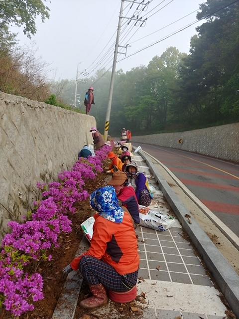 불은면_오두리_부녀회_화단정비