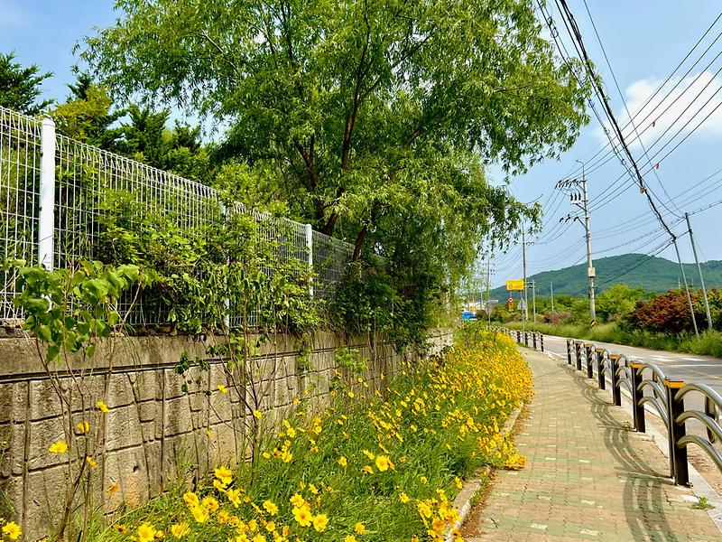 불은면_라일락_꽃길_조성