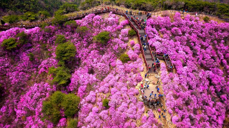축제_고려산_진달래_군락지(데크)