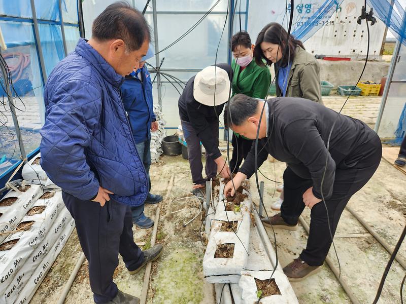 강화섬토마토_현장_컨설팅_(1)