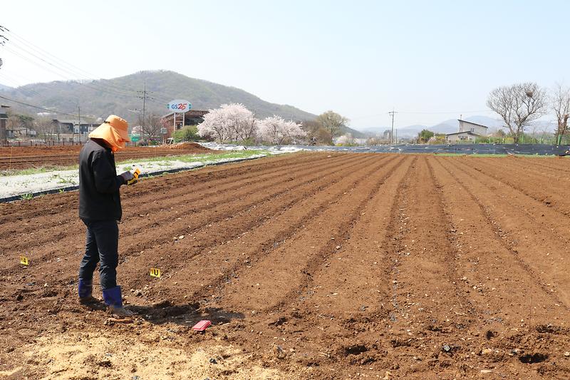 강화순무_잡초화의_헤어질_결심_관련_(1)