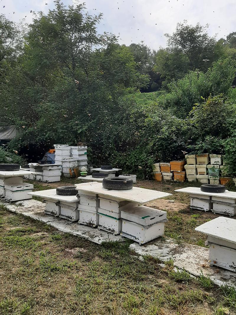 꿀벌_소독약품_시범배부