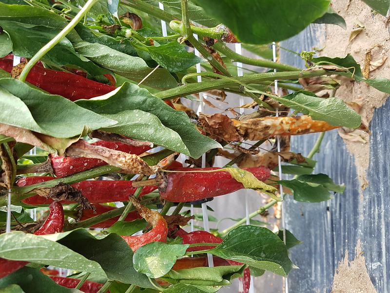 고추_탄저병_(1)