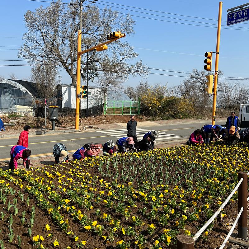 교동면_봄꽃_식재(바르게살기)