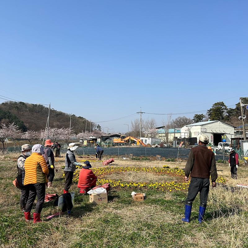 교동면_봄꽃_식재(주민자치)