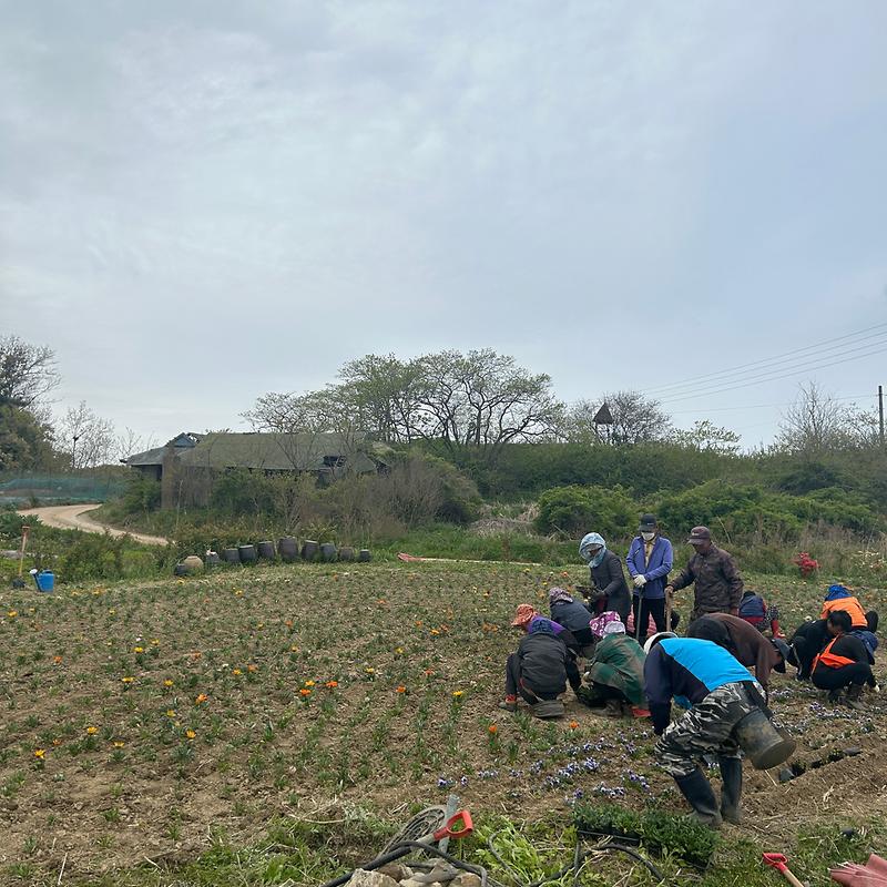 교동면_봄꽃_식재