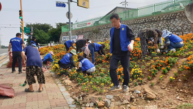 교동면_계절꽃_식재