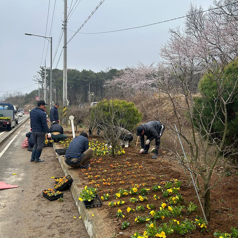 교동면_꽃길조성